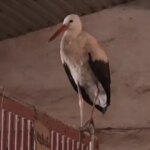 Лелека у стайні: Незвичайний зимовий сусід коней і кота на Волині | БУГ