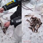 "Трагедія на крижаних полях: спортсмен з Ковельщини дискваліфікований за неспортивну поведінку на чемпіонаті України із зимової риболовлі".