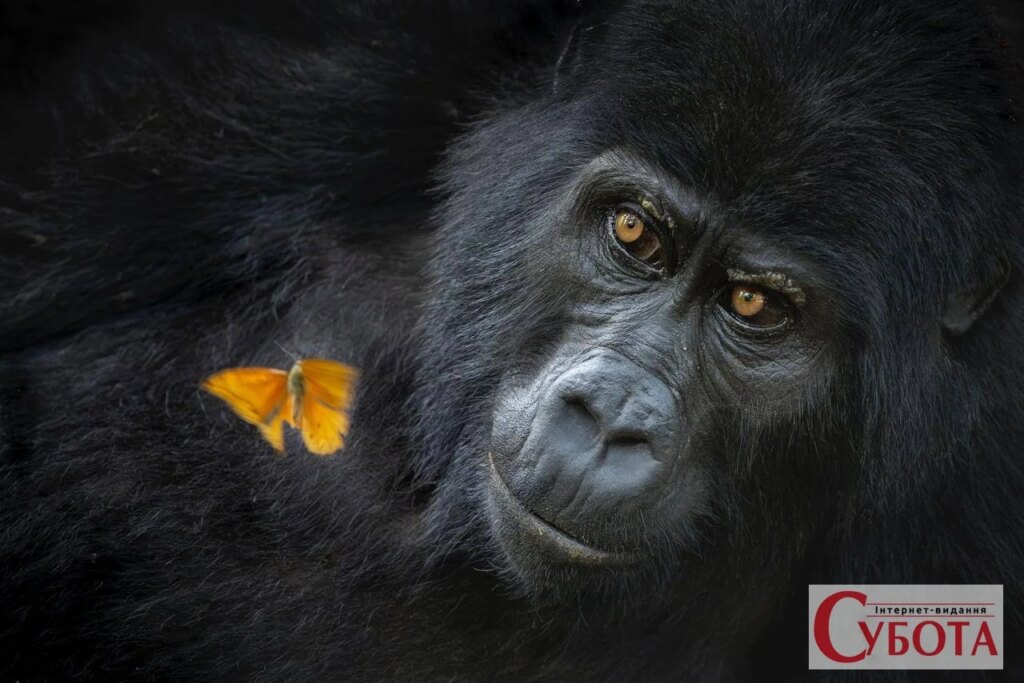 Захоплюючі кити на тлі островів Вавау - переможці World Nature Photography Awards 2026