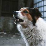 "Собачі апетити: відео жадібного песика, який нестримно поглинає морозиво".