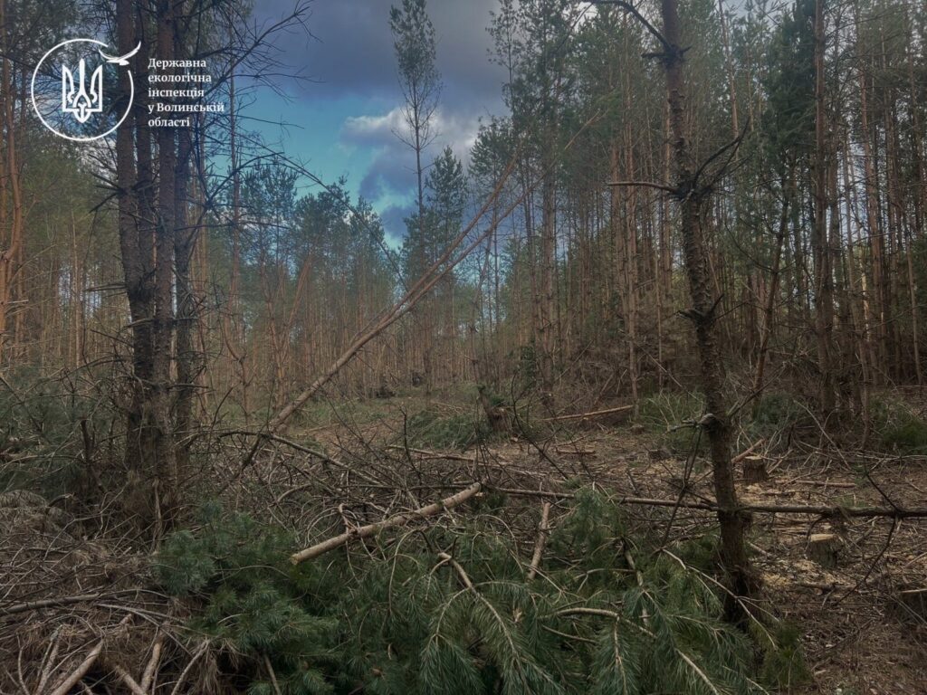 Вирубка Волині: руйнування хлібної дарниці України (ФОТО)