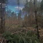 Вирубка Волині: руйнування хлібної дарниці України (ФОТО)