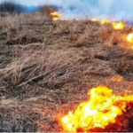 Знищення довкілля у Ківерцівській громаді: незаконна "зачистка" земельних ділянок під виглядом "розчищення" (відео)