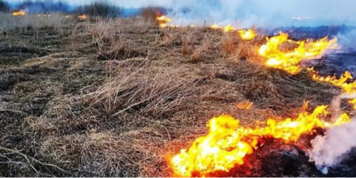 Знищення довкілля у Ківерцівській громаді: незаконна "зачистка" земельних ділянок під виглядом "розчищення" (відео)