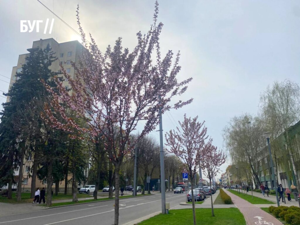Фото дня: Луцьк одягнувся в цвіт сакур на проспекті Волі