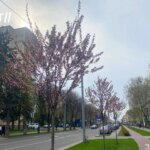 Фото дня: Луцьк одягнувся в цвіт сакур на проспекті Волі