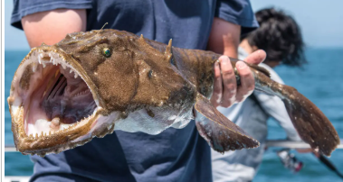 Морський чорт: від жаху до фуа-гра моря. Як страхітна риба стала вишуканим делікатесом.