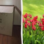 Не сміття, а цінний ресурс: 3 способи використати картон у вашому саду