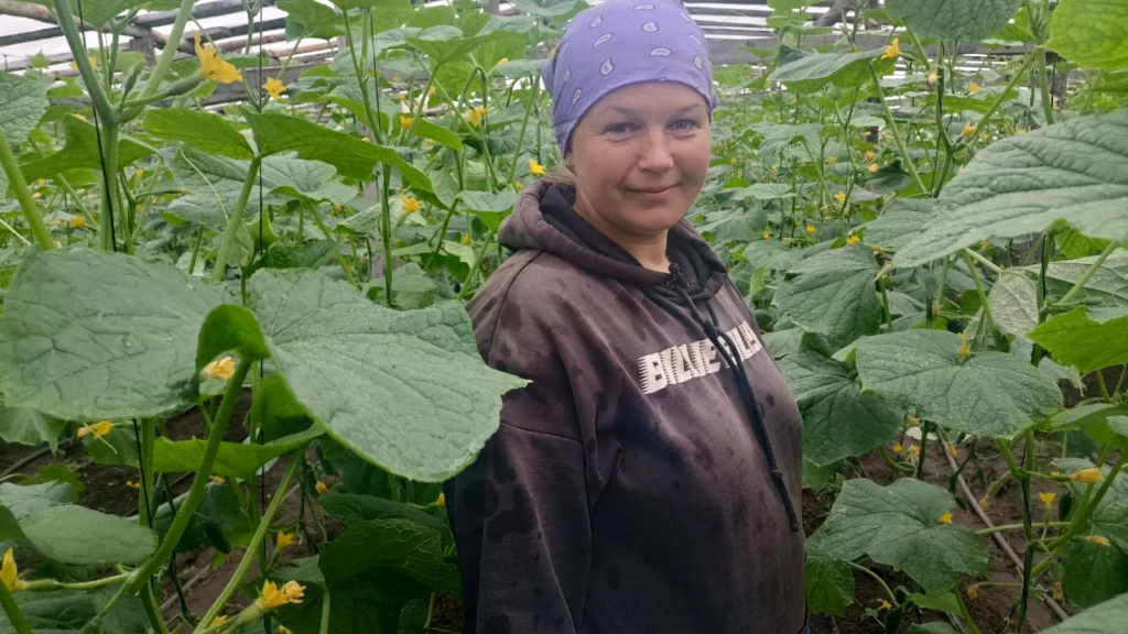 Огіркова династія: 20 років соковитих хрускотів з волинського села.