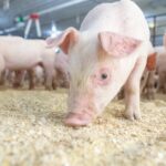 Клікніть: Свині-зірки реготять увесь інтернет! 🐷😂