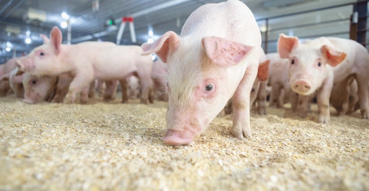 Клікніть: Свині-зірки реготять увесь інтернет! 🐷😂