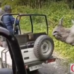 Кошмар на сафарі: розлючений носоріг в Індії атакував джип з туристами.