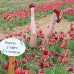 "Квітоліс" на Волині: мільйони тюльпанів, фотозони та яскраві розваги!