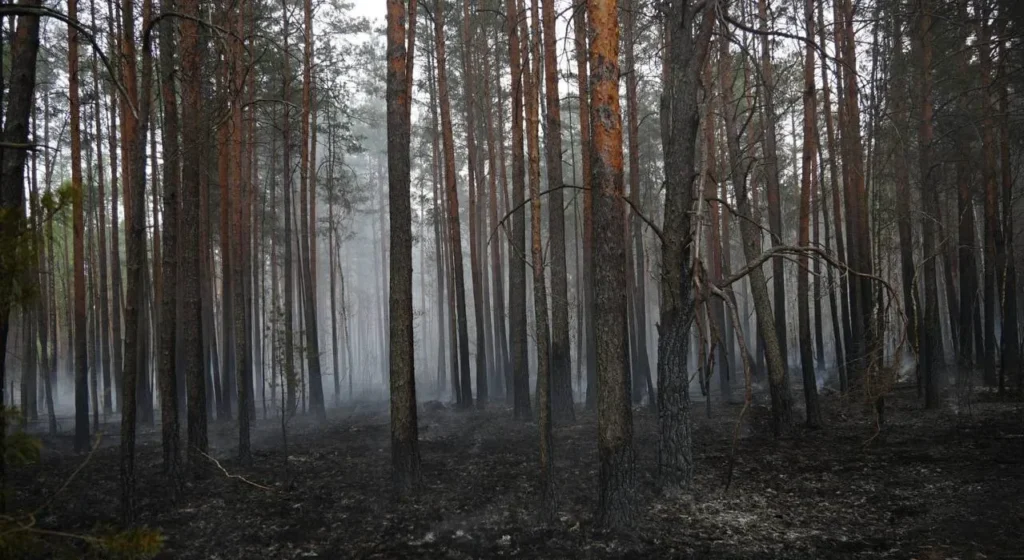 Полісся в диму: 500 га палають, ДСНС бореться з вогнем.
