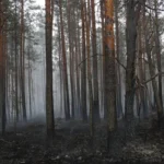Полісся в диму: 500 га палають, ДСНС бореться з вогнем.