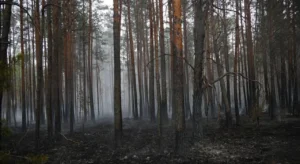 Полісся в диму: 500 га палають, ДСНС бореться з вогнем.