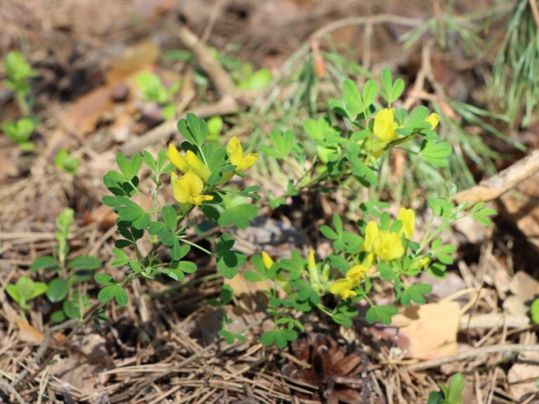 Рідкісні квіти Волині: фото природи, що захоплює