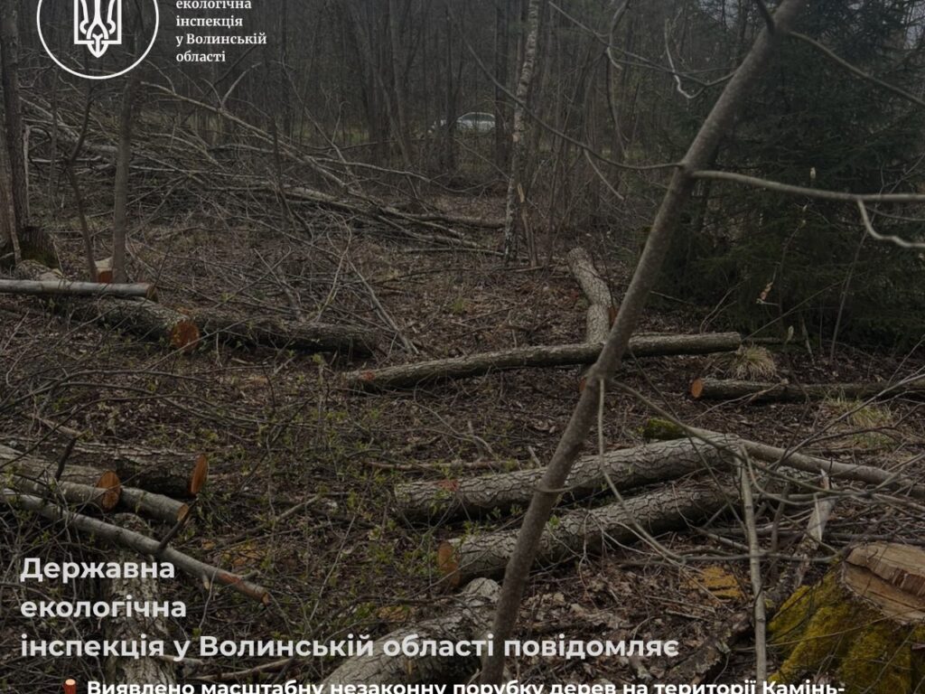 Волинська "лісова" біда: Порубка на 22+ млн грн шокувала регіон.