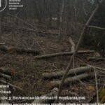 Волинська "лісова" біда: Порубка на 22+ млн грн шокувала регіон.