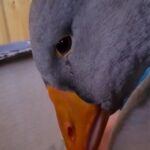 Гусак плаче від розлуки: щемливе відео про втрачене кохання.