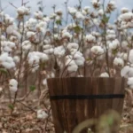 Росте без води: скільки українцям платять за вирощування диво-рослини.