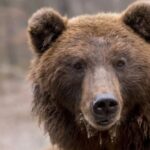 Ведмідь під дверима: Нічний Гість