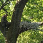 Червонокнижні лелеки на Волині: кільцювання чорних пташенят у фоторепортажі