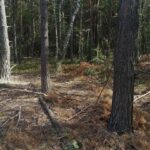 На Волині викрито масштабну незаконну порубку: знищено понад 170 дерев.