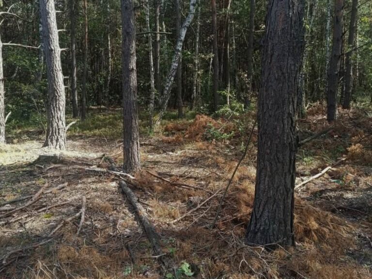 На Волині викрито масштабну незаконну порубку: знищено понад 170 дерев.