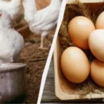 Смачні золоті жовтки: Як вибрати яйце від кури на натуральному кормі – прості ознаки