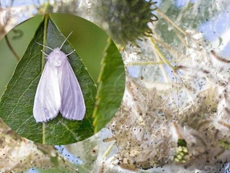 Волинський метелик-шкідник: загроза понад 250 видам дерев.