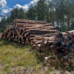 Волинь: Біля села знайшли зрізаний ліс. Деталі (ФОТО)