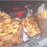 Ковельщина рясніє маслюками: грибники вражені врожаєм повним багажником (фото, відео)