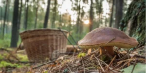 Їстівні дива лісу: в Україні з'явилися дивні та рідкісні гриби
