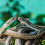 Зміїні схованки: де перечікують зиму українські плазуни