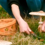 Смак дивовижних грибів-парасольок: секрети приготування, що перевершать м'ясо