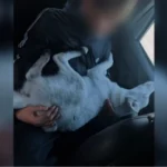 У Луцьку водій збив собаку і залишив тварину помирати на місці пригоди