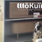 Вівця в JYSK Бровари: неочікуваний покупець чи втеча з ферми