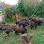 На Волині дикі кабани із поросятами завітали на подвір'я до жінки, яка спостерігала за ними, наче в зоопарку