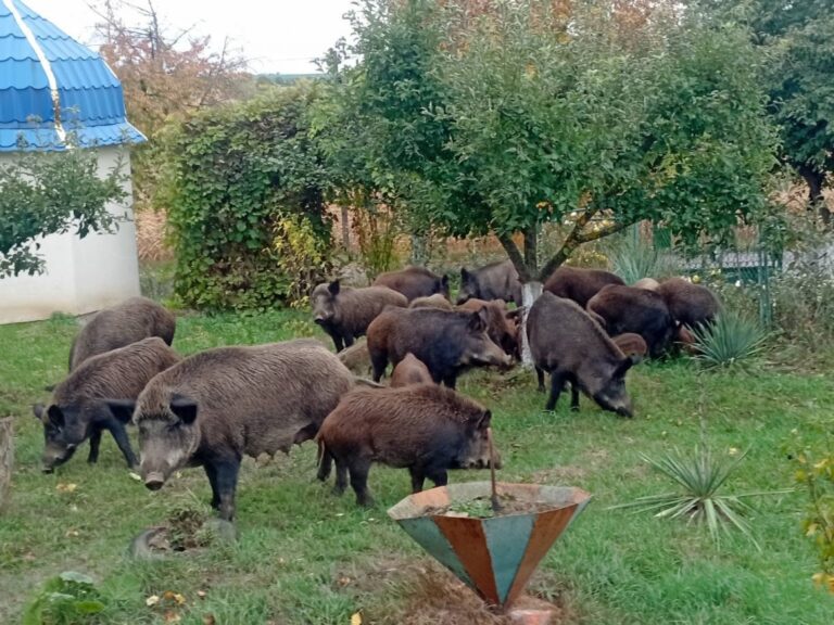 На Волині дикі кабани із поросятами завітали на подвір'я до жінки, яка спостерігала за ними, наче в зоопарку