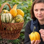 Волинська городниця вражає 15 видами декоративних гарбузів: від "Кукурбіти" до "Бейбі Бу"
